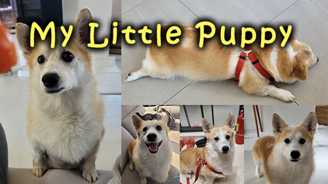 My Little Puppy-TENOKE